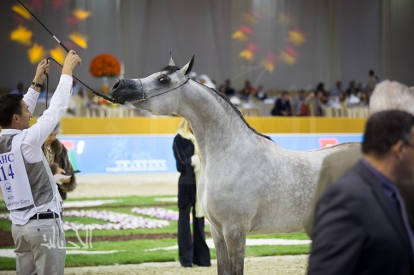 SSS_6706دبي dubai ٢٠١٥