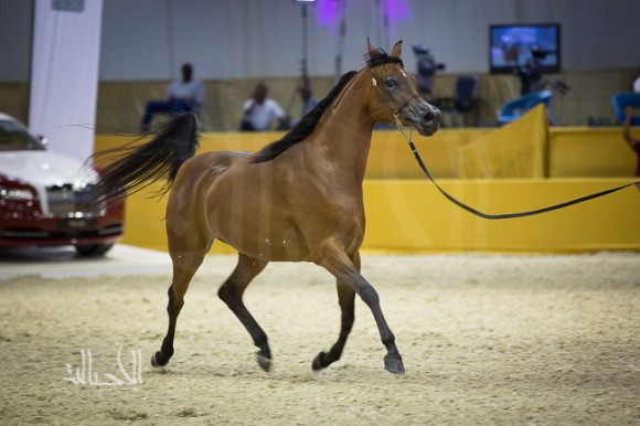 SSS_6711دبي dubai ٢٠١٥