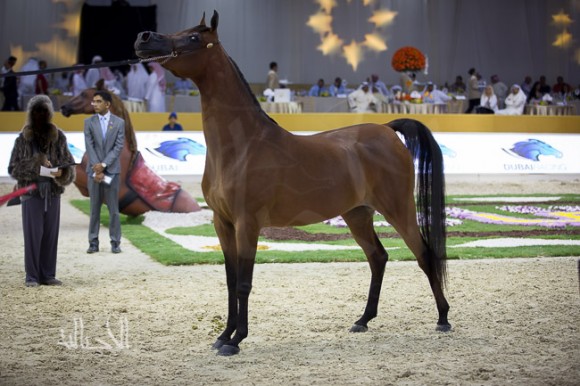 SSS_6712دبي dubai ٢٠١٥