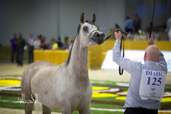 SSS_6736دبي dubai ٢٠١٥