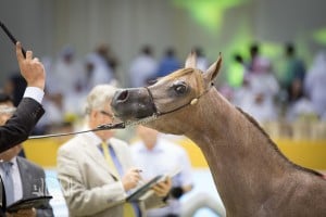 SSS_6804دبي dubai ٢٠١٥