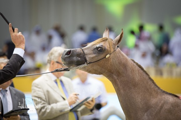 SSS_6804دبي dubai ٢٠١٥