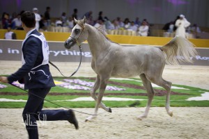 SSS_6805دبي dubai ٢٠١٥