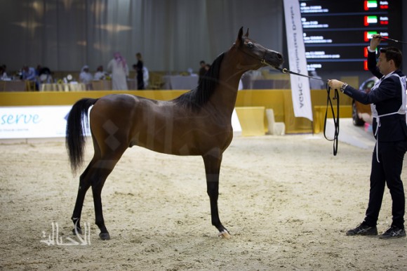 SSS_6812دبي dubai ٢٠١٥