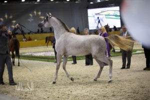 SSS_6866دبي dubai ٢٠١٥