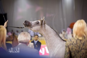 SSS_6881دبي dubai ٢٠١٥