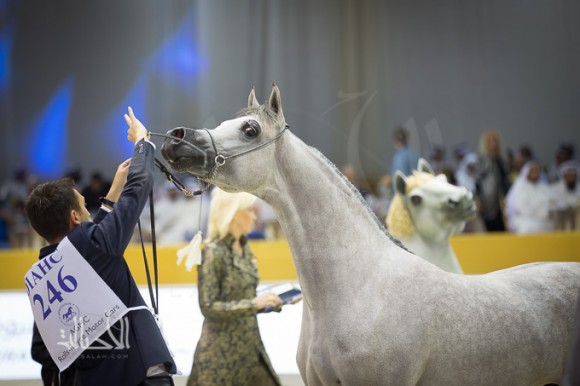 SSS_6900دبي dubai ٢٠١٥