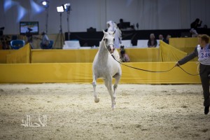 SSS_6906دبي dubai ٢٠١٥