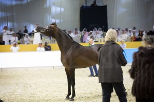 SSS_6960دبي dubai ٢٠١٥