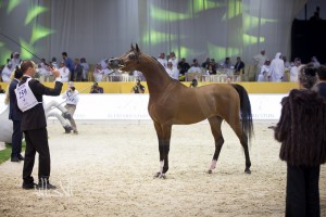 SSS_6963دبي dubai ٢٠١٥