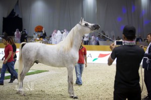 SSS_6986دبي dubai ٢٠١٥