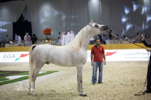 SSS_6989دبي dubai ٢٠١٥