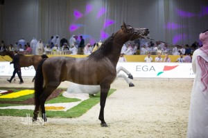 SSS_7007دبي dubai ٢٠١٥