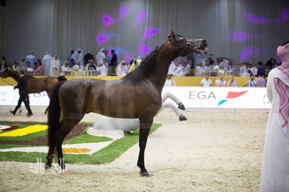 SSS_7007دبي dubai ٢٠١٥