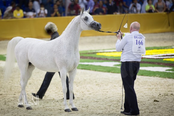 SSS_7017دبي dubai ٢٠١٥