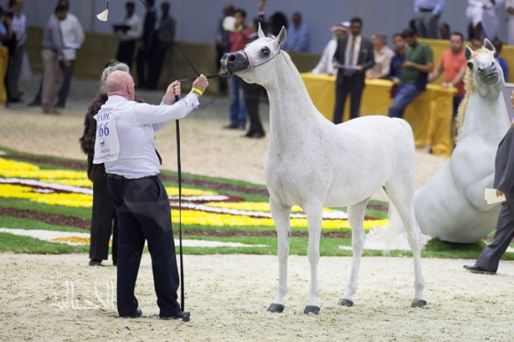 SSS_7019دبي dubai ٢٠١٥