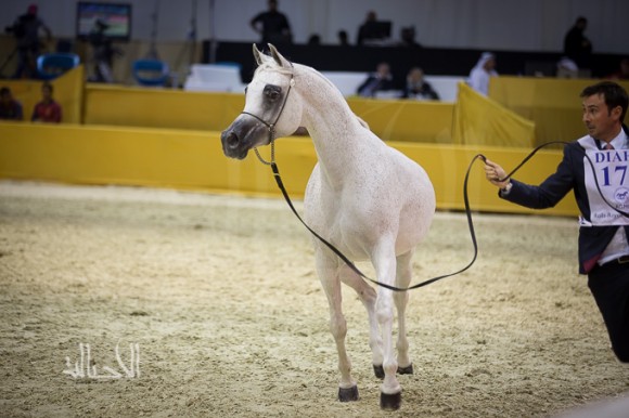 SSS_7030دبي dubai ٢٠١٥