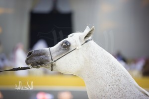 SSS_7034دبي dubai ٢٠١٥