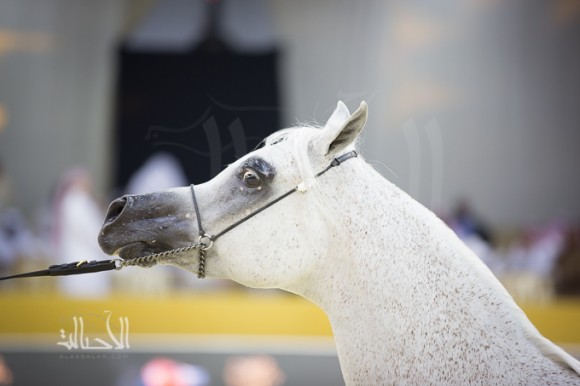 SSS_7034دبي dubai ٢٠١٥