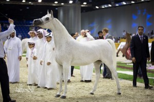 SSS_7037دبي dubai ٢٠١٥