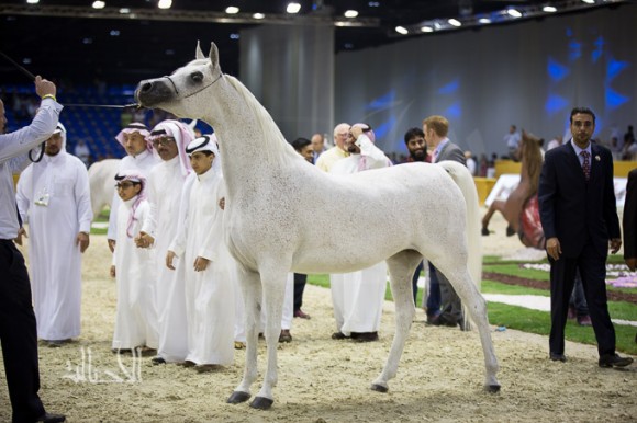 SSS_7037دبي dubai ٢٠١٥