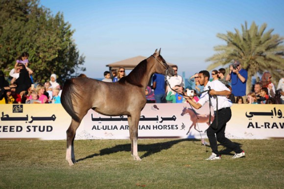 عرض ارامكو14