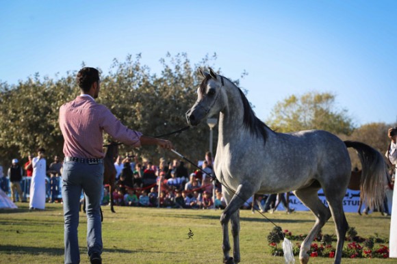 عرض ارامكو15