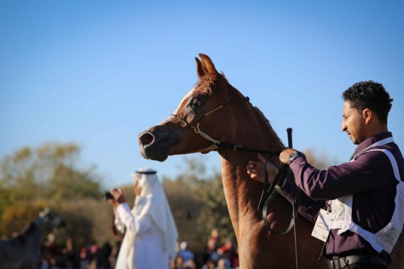 عرض ارامكو16