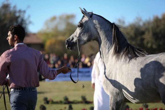 عرض ارامكو17