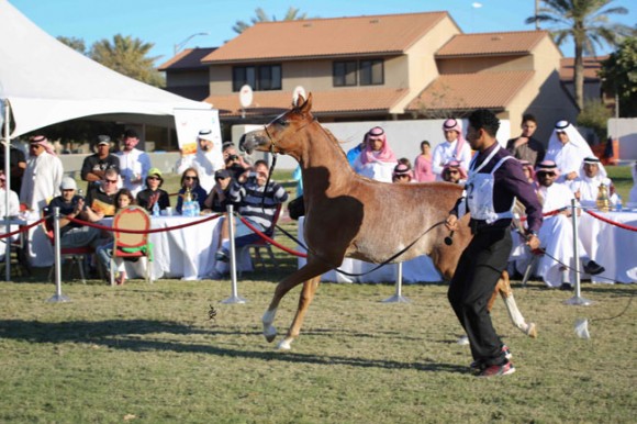 عرض ارامكو19