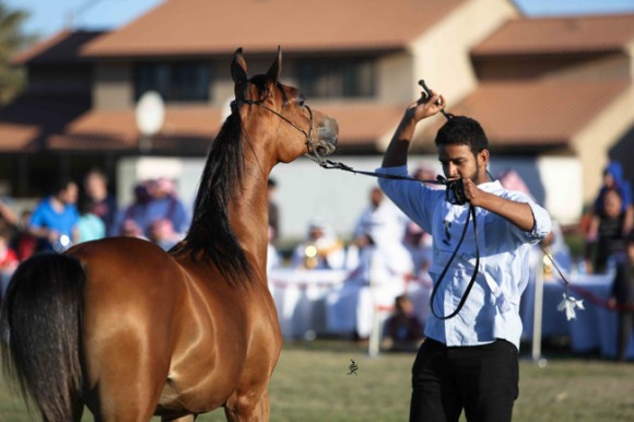 عرض ارامكو21