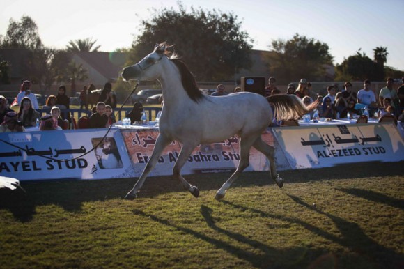 عرض ارامكو23