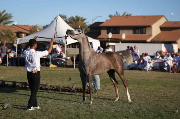 عرض ارامكو27