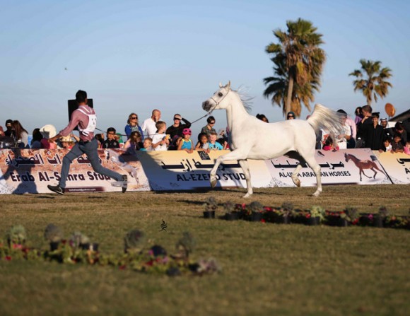 عرض ارامكو28