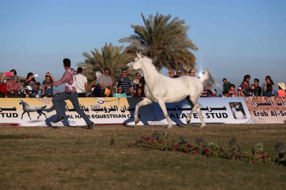 عرض ارامكو29