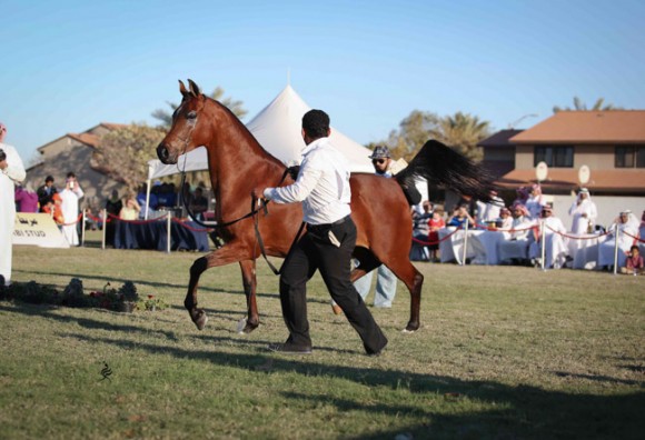 عرض ارامكو30