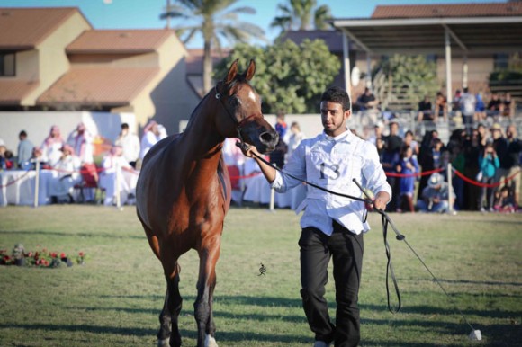 عرض ارامكو31