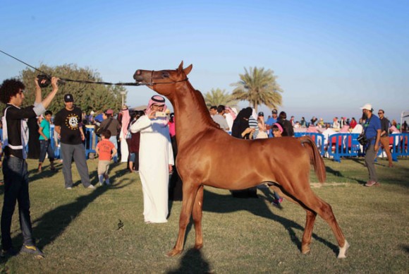 عرض ارامكو34