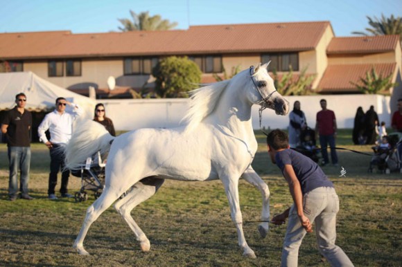 عرض ارامكو35