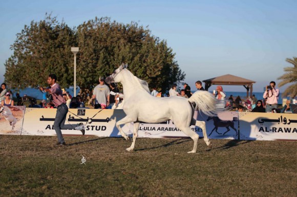 عرض ارامكو36