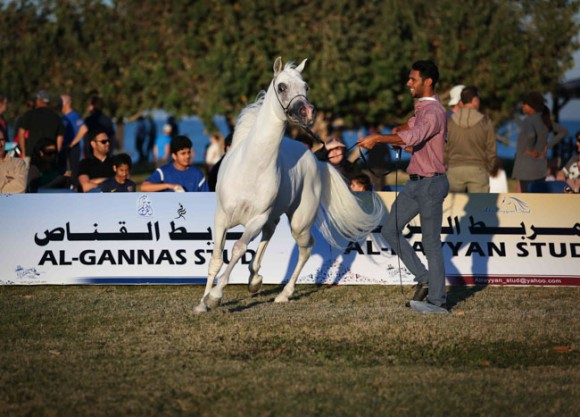 عرض ارامكو37