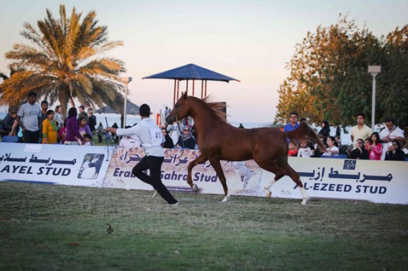 عرض ارامكو39