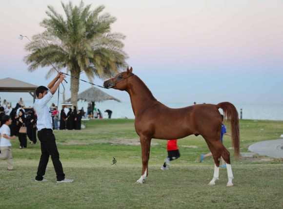 عرض ارامكو44