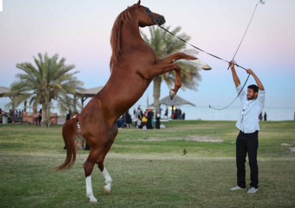 عرض ارامكو45