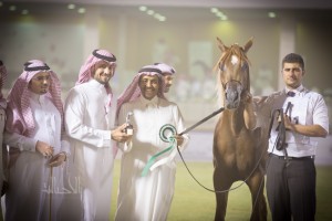 البطولة الوطنية 17