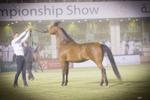 البطولة الوطنية 21