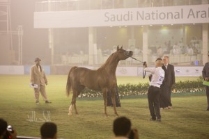 البطولة الوطنية 23