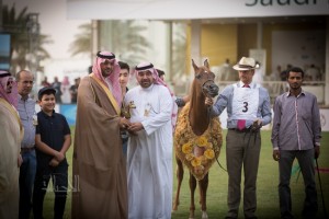 شموخ العناية لمربط عنايه