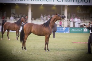 البطولة الوطنية 36