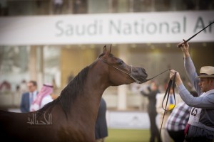 البطولة الوطنية 37